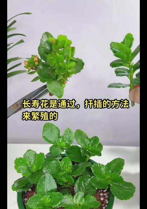 长寿花栽培技巧是什么？如何保证其健康生长？
