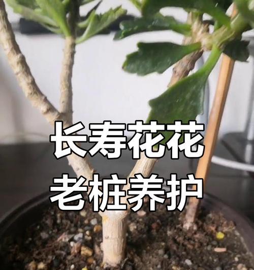 长寿花栽培技巧是什么？如何保证其健康生长？