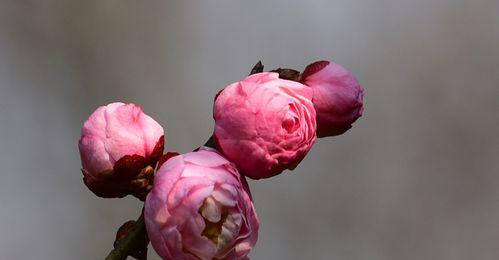 梅花的形态特征是什么？如何识别梅花？