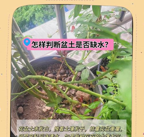 给花浇水的最佳时间是什么时候？如何判断植物的浇水需求？