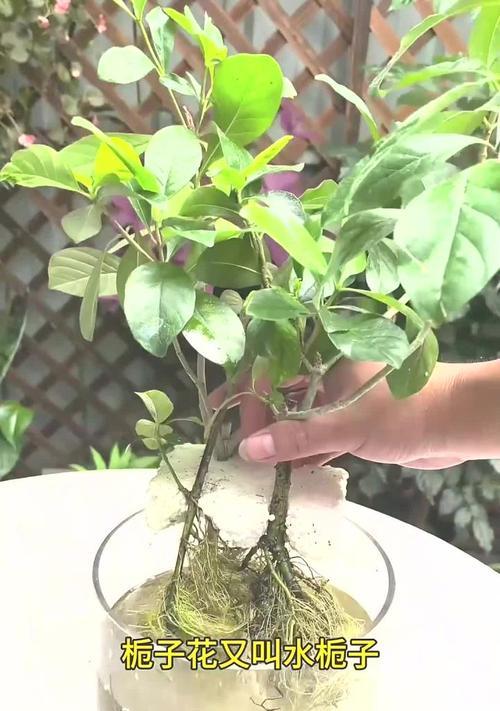给花浇水的最佳时间是什么时候？如何判断植物的浇水需求？