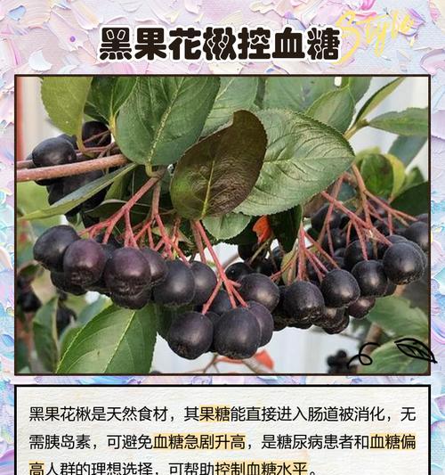 黑果花楸的用途有哪些？如何利用黑果花楸？