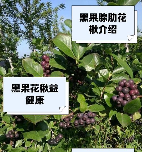黑果花楸的用途有哪些？如何利用黑果花楸？