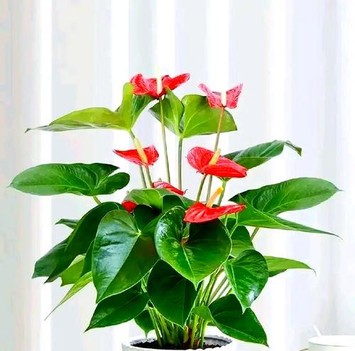 红掌花叶子发黄的原因是什么？如何进行救治？