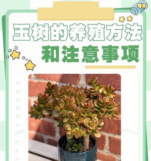 网购植物到货后如何处理？有哪些注意事项？