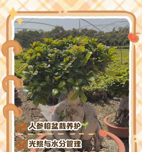 网购植物到货后如何处理？有哪些注意事项？