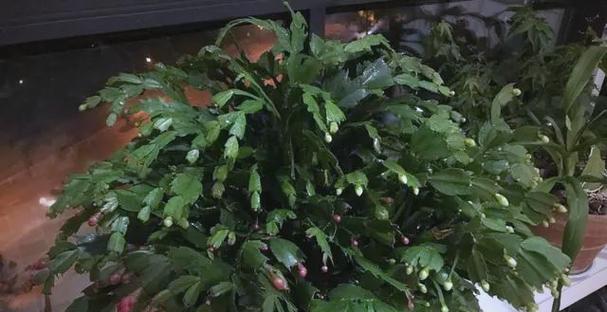 蟹爪兰施肥的最佳肥料是什么？施肥时应注意什么？