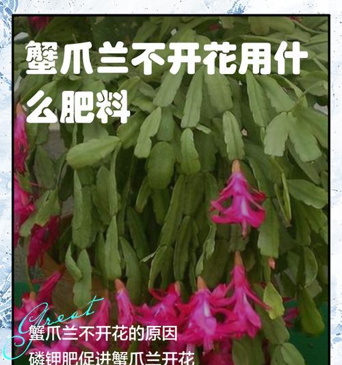 蟹爪兰施肥的最佳肥料是什么？施肥时应注意什么？