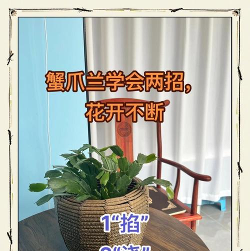 蟹爪兰施肥的最佳肥料是什么？施肥时应注意什么？