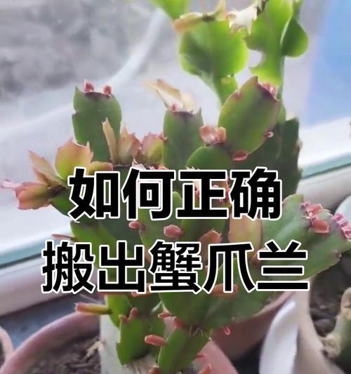 蟹爪兰的养殖技巧是什么？