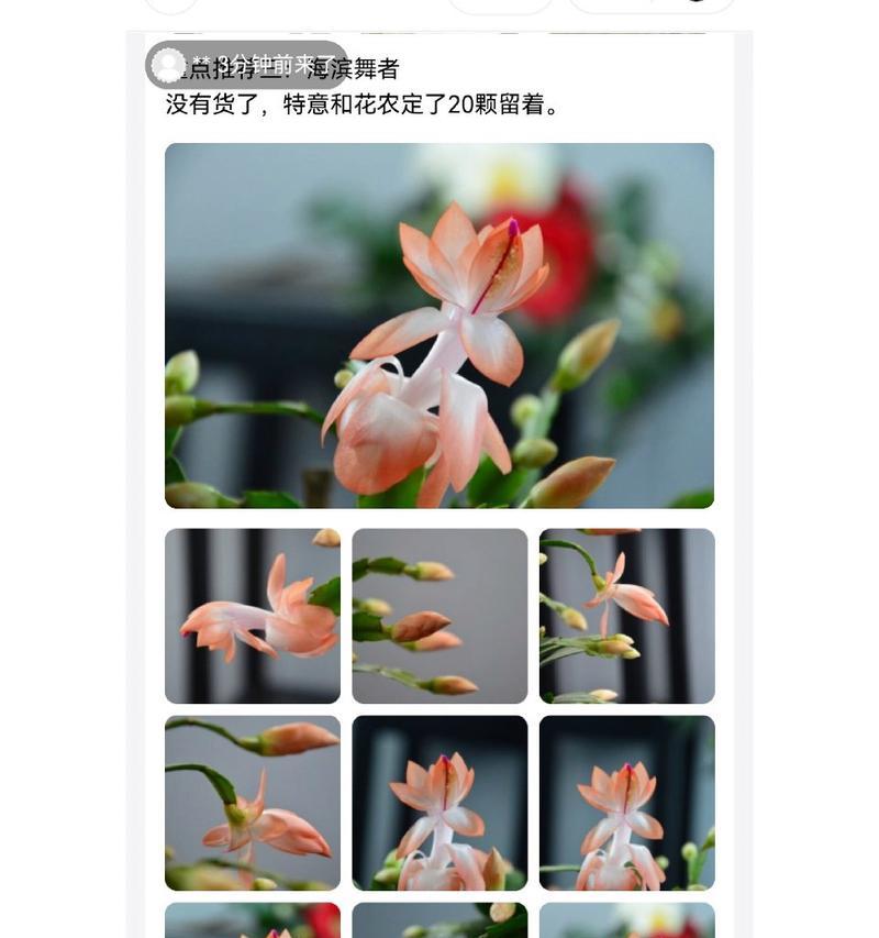 蟹爪兰的养殖技巧是什么？