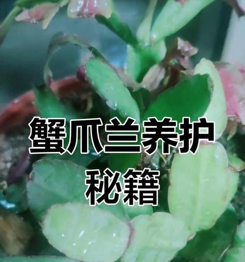 蟹爪兰的养殖技巧是什么？