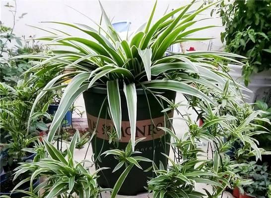 浇花时使用什么水最有利于植物生长？