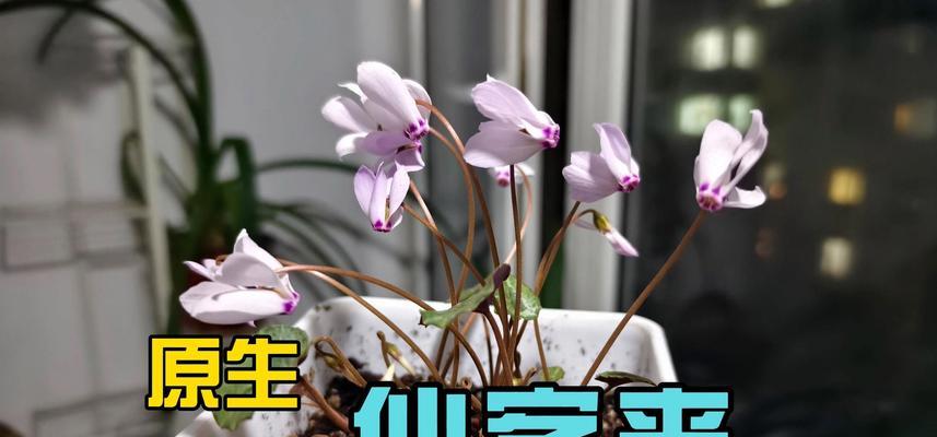 仙客来适合用什么土种植？种植仙客来需要什么样的土壤条件？