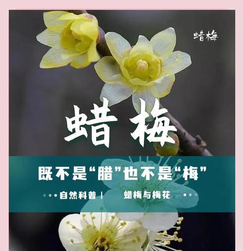 腊梅花怎么修剪？修剪腊梅的最佳时机是什么时候？