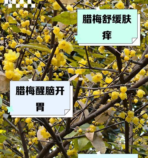 腊梅花怎么修剪？修剪腊梅的最佳时机是什么时候？