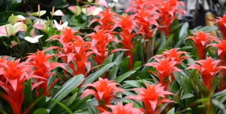 秋冬季节适合种植哪些花卉？