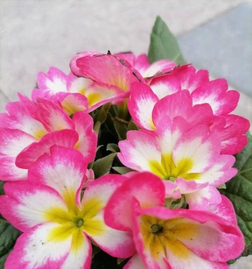秋冬季节适合种植哪些花卉？