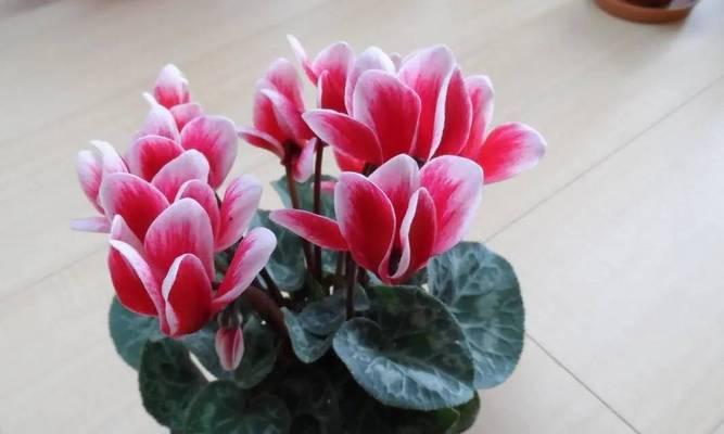 秋冬季节适合种植哪些花卉？