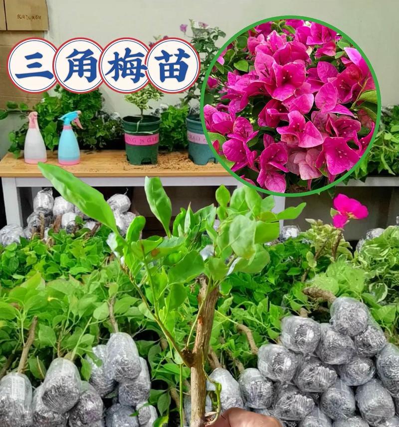 三角梅如何多开花？怎样促进三角梅开花？