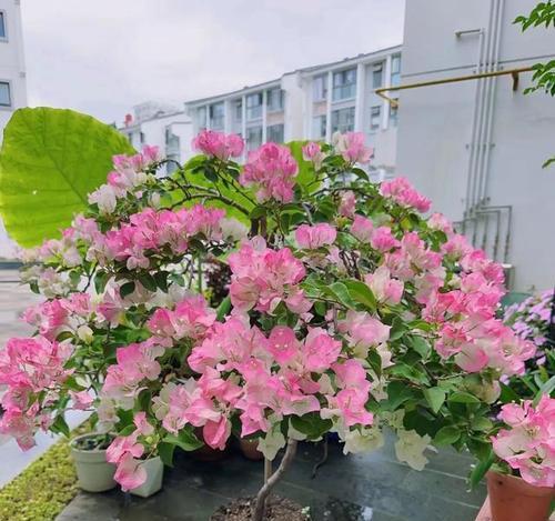 三角梅如何多开花？怎样促进三角梅开花？