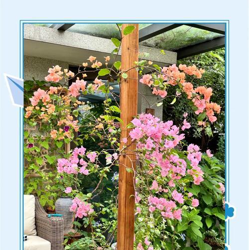 三角梅如何多开花？怎样促进三角梅开花？