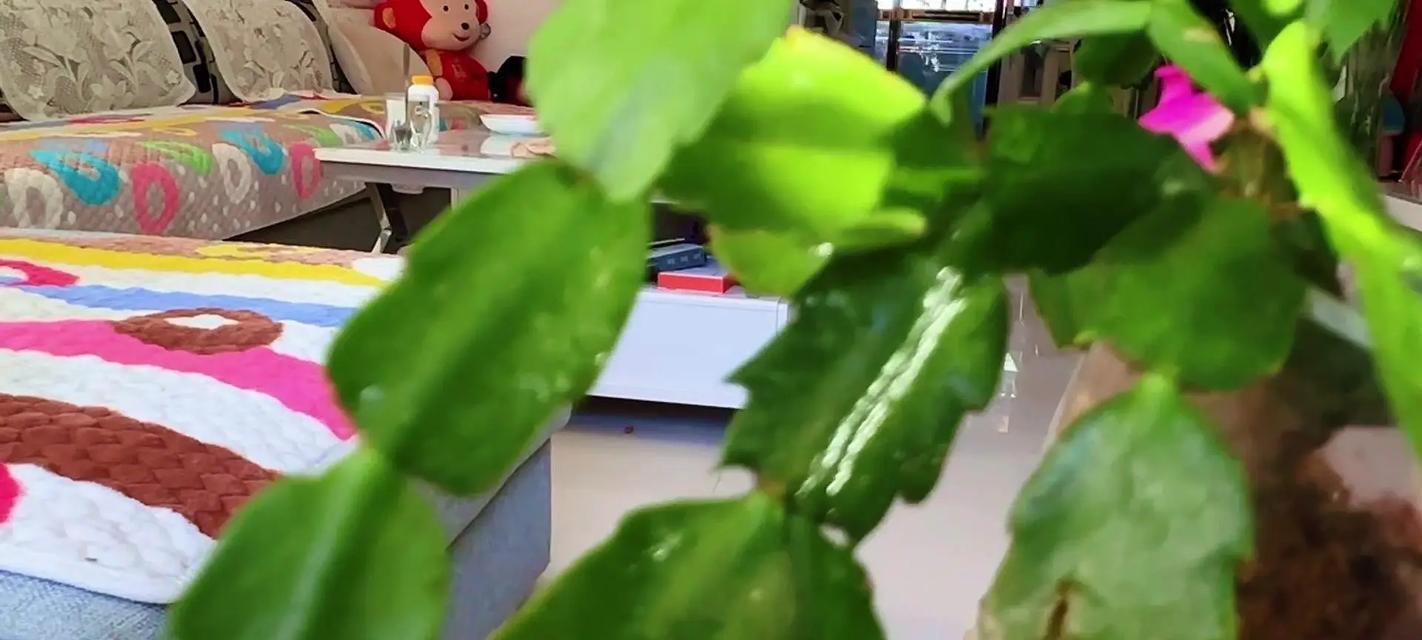 蟹爪兰的养殖技巧有哪些？如何保证其健康生长？
