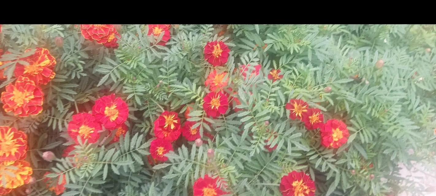 孔雀草播种的最佳时间是什么时候？播种方法是什么？