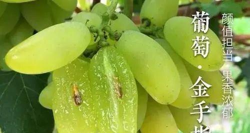 金手指栽培困难的原因是什么？怎样才能成功种植金手指？