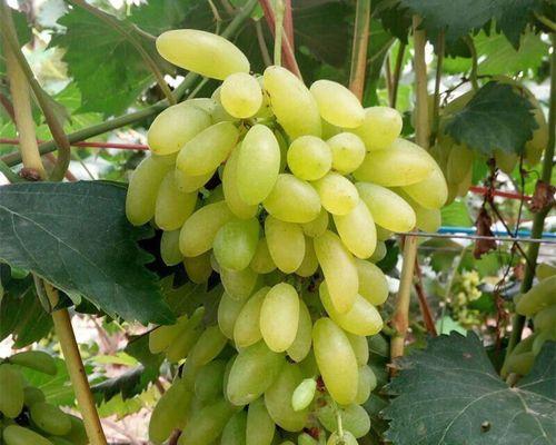 金手指栽培困难的原因是什么？怎样才能成功种植金手指？