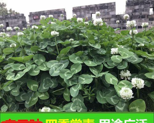 矮草坪种子盆栽的种植方法是什么？如何照料矮草坪种子盆栽？