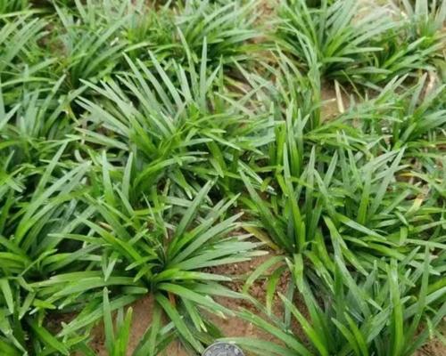 矮草坪种子盆栽的种植方法是什么？如何照料矮草坪种子盆栽？