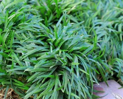 矮草坪种子盆栽的种植方法是什么？如何照料矮草坪种子盆栽？