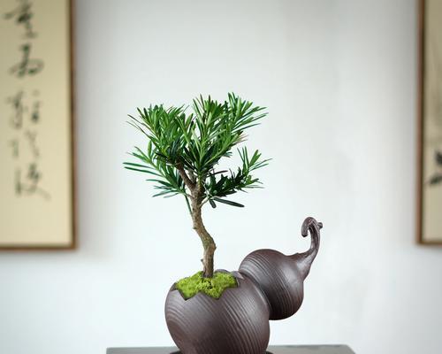 瓷花盆适合种植哪些绿植？使用瓷花盆的注意事项是什么？