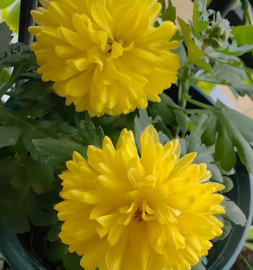 菊花怎么浇水？浇水过多会有什么影响？