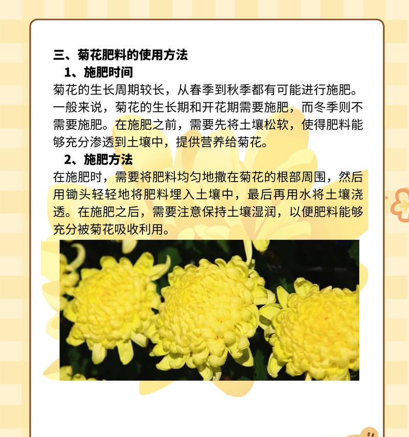 菊花怎么浇水？浇水过多会有什么影响？