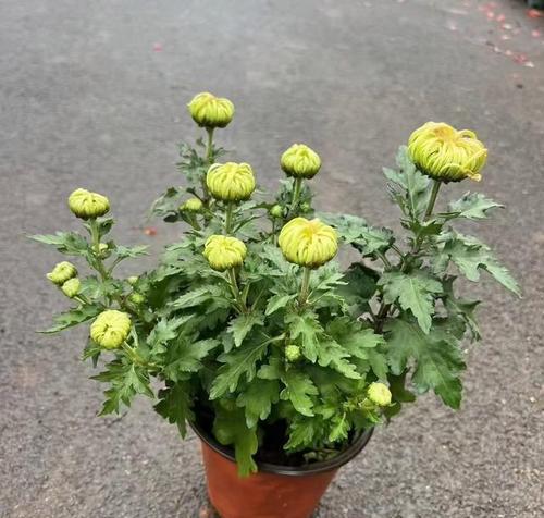 菊花怎么浇水？浇水过多会有什么影响？