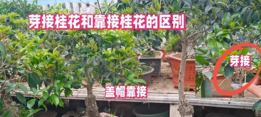 桂花嫁接的正确方法是什么？嫁接后如何确保成活？