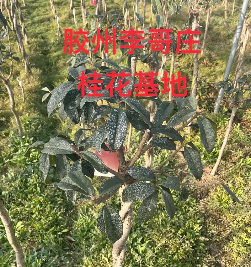 桂花嫁接的正确方法是什么？嫁接后如何确保成活？