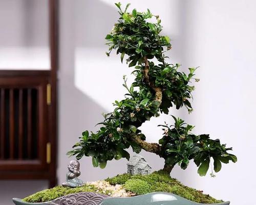 北方地区种植哪些盆景最合适？如何管理？