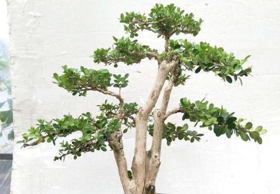 北方地区种植哪些盆景最合适？如何管理？