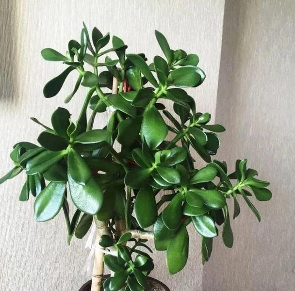 北方地区种植哪些盆景最合适？如何管理？