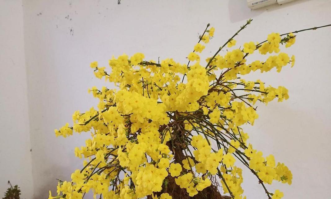 迎春花盆景的养护技巧是什么？