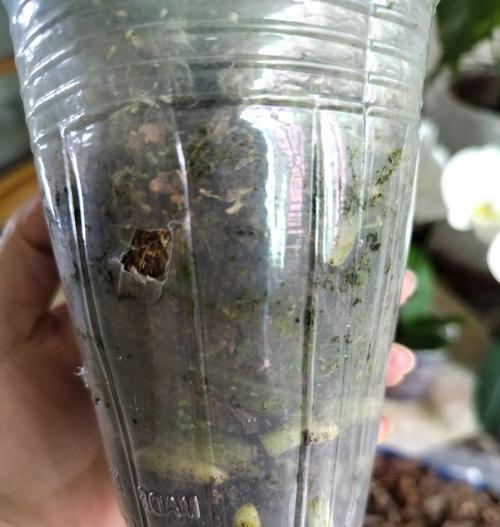 白掌换盆的最佳时机是什么时候？换盆步骤有哪些？