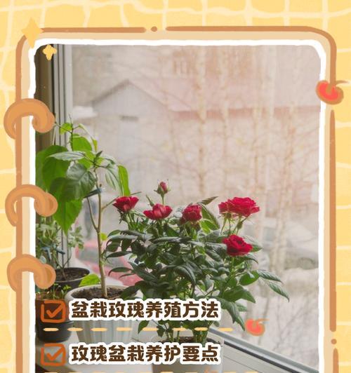 玫瑰花遭遇虫害时应如何处理？