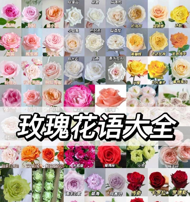 玫瑰花有多少品种？如何识别玫瑰花的品种？
