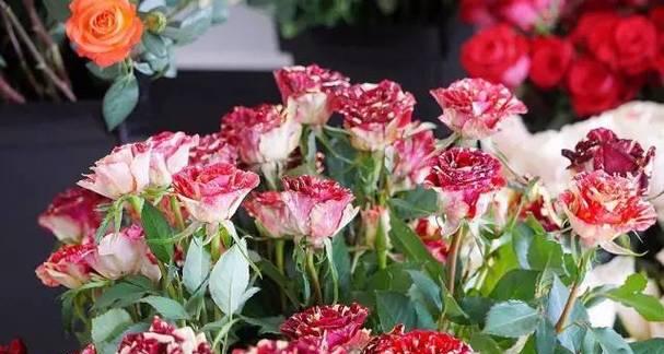 玫瑰花有多少品种？如何识别玫瑰花的品种？