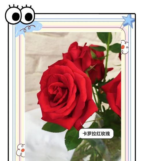 玫瑰花有多少品种？如何识别玫瑰花的品种？