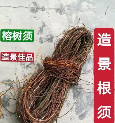 龙须植物的繁殖方法有哪些？