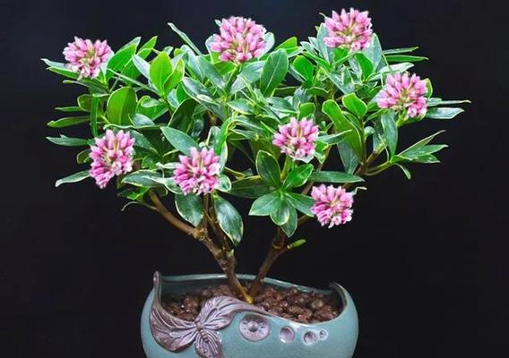 在室内种植哪种花比较好？